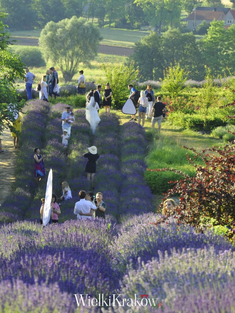 Pszczyna Zamek Cennik Bilet w Godziny Otwarcia Pszczyna Zamek Cennik Bilet w Godziny Otwarcia